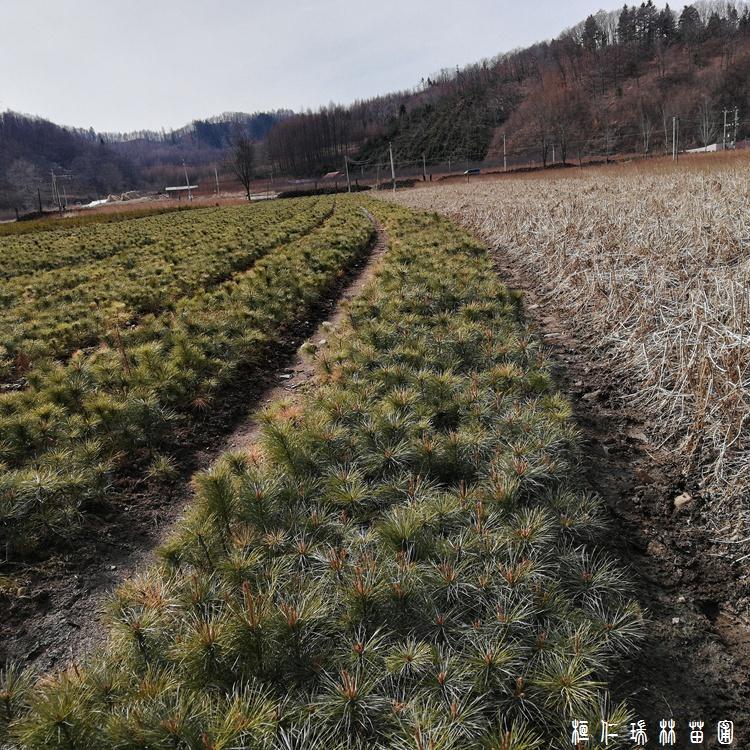 供应红松树苗 1-3米高红松树苗批发 耐寒抗旱红松苗