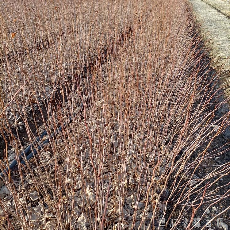 贵州黄柏苗批发 一年生黄柏苗价格 瑞林苗圃直供