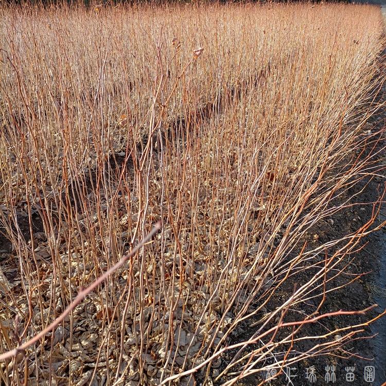 30-80公分黄柏苗批发 一年生黄柏树苗