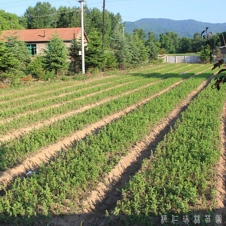 桓仁瑞林 云杉树苗 销售2.5米云杉