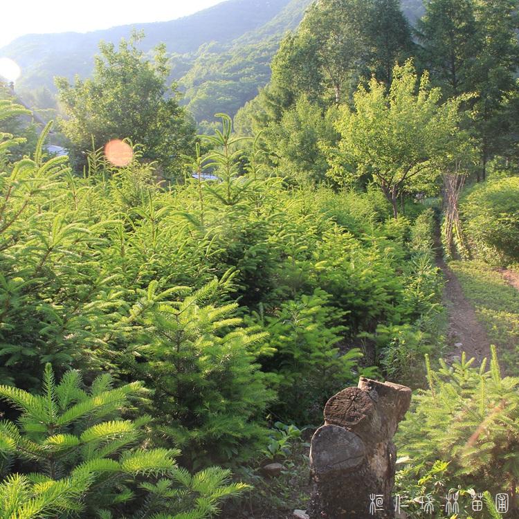 桓仁瑞林 云杉苗木 多规格云杉基地