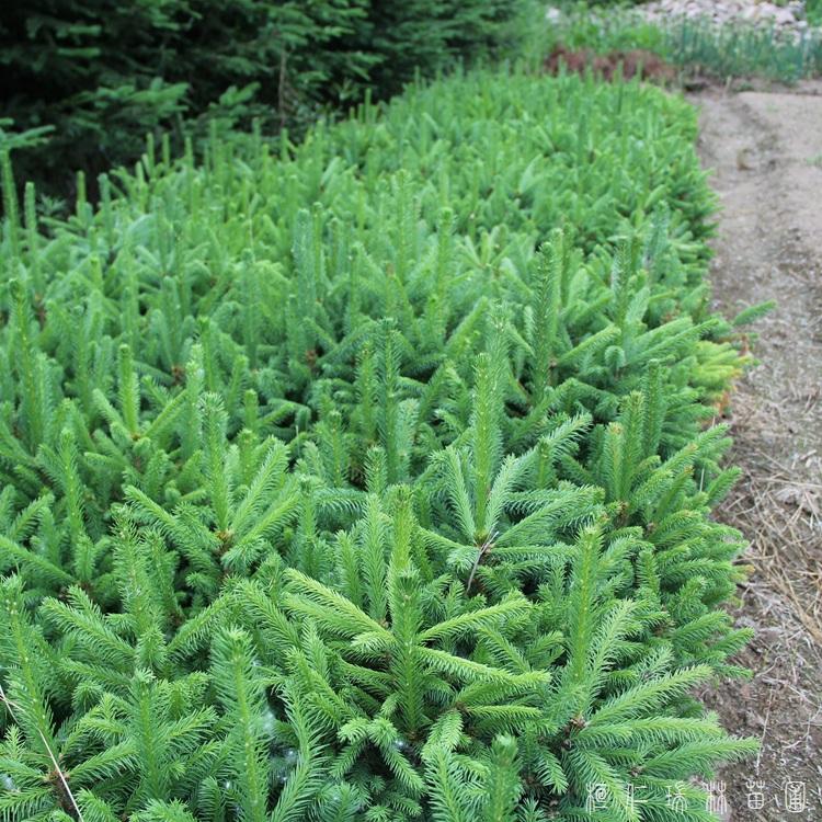 桓仁瑞林 云杉苗木报价 工程苗木供应