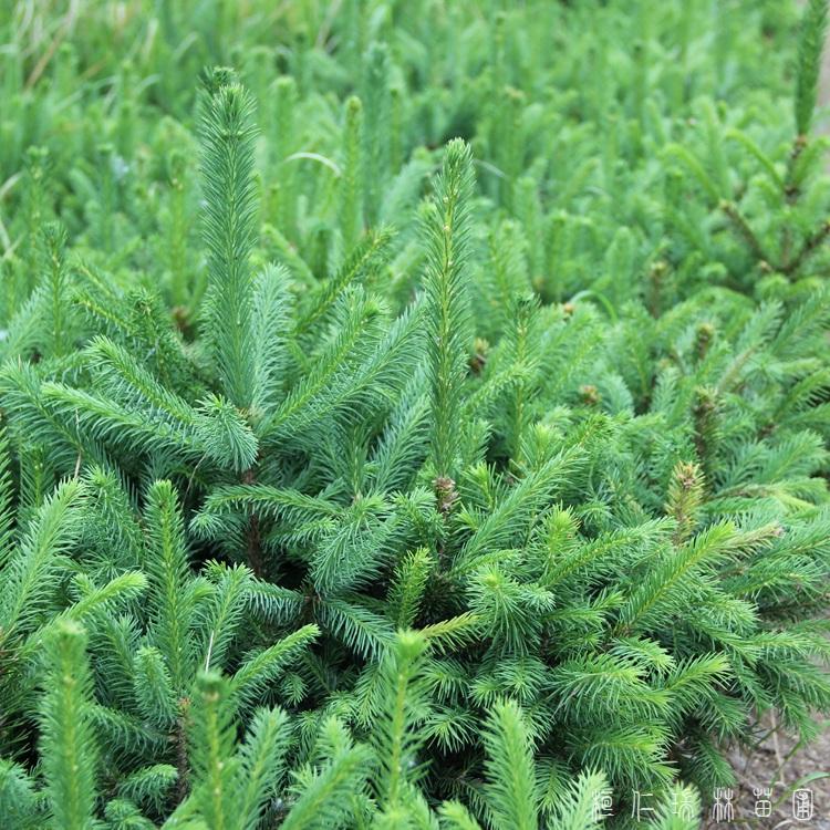 桓仁瑞林 云杉批发基地 东北云杉树苗
