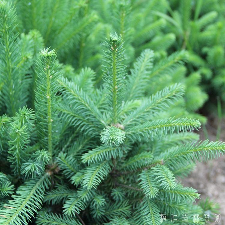 桓仁瑞林 70公分云杉 辽宁云杉树苗