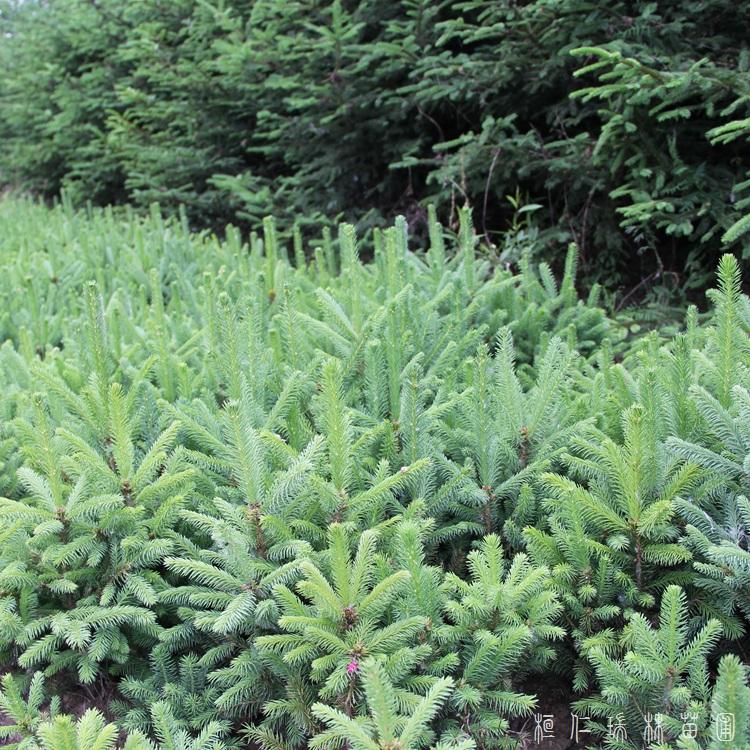 桓仁瑞林 云杉基地 四季常青云杉树苗