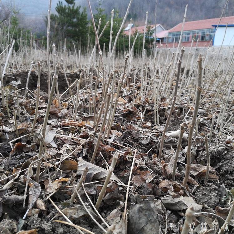 瑞林 短梗刺五加苗 刺五加种苗批发 量大从优