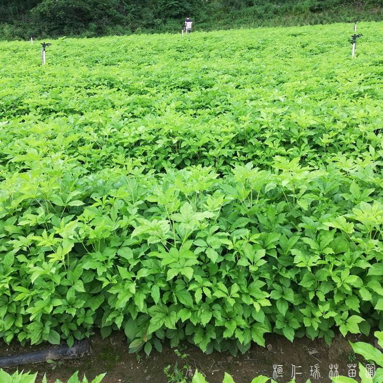 刺五加苗基地 一二年刺五加苗 现苗供应
