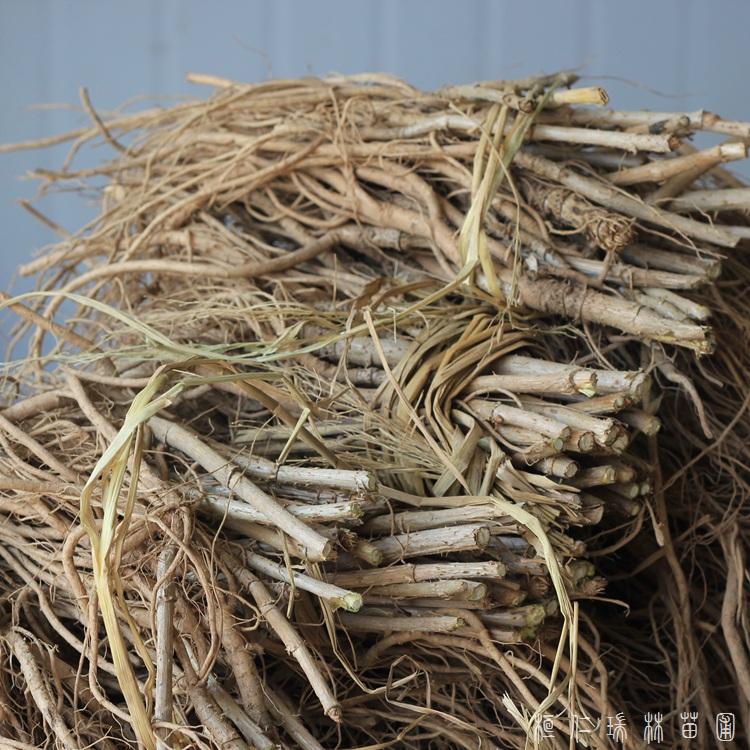 瑞林 乌龙头树苗 刺嫩小苗