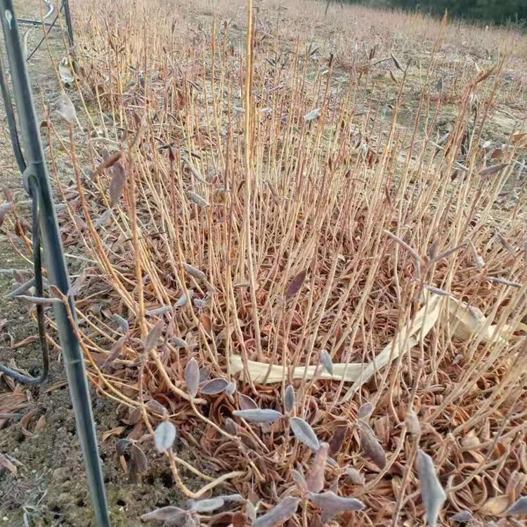 东北映山红小苗 映山红花苗批发 兴安杜鹃苗 基地直供