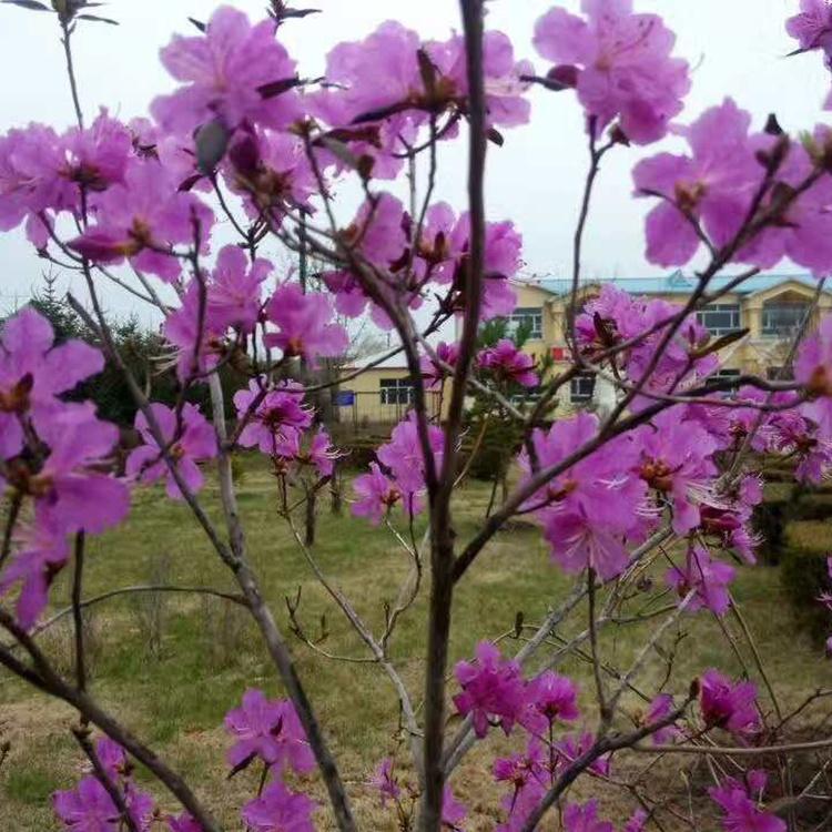 一二年生映山红树苗 映山红产地 产地直销