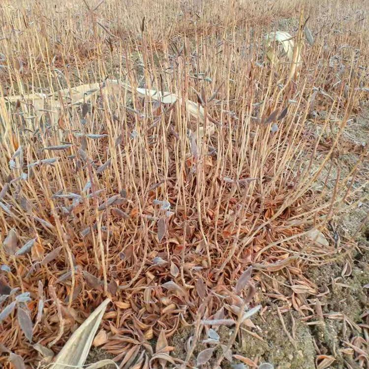 兴安杜鹃小苗 映山红树苗 辽宁映山红苗批发