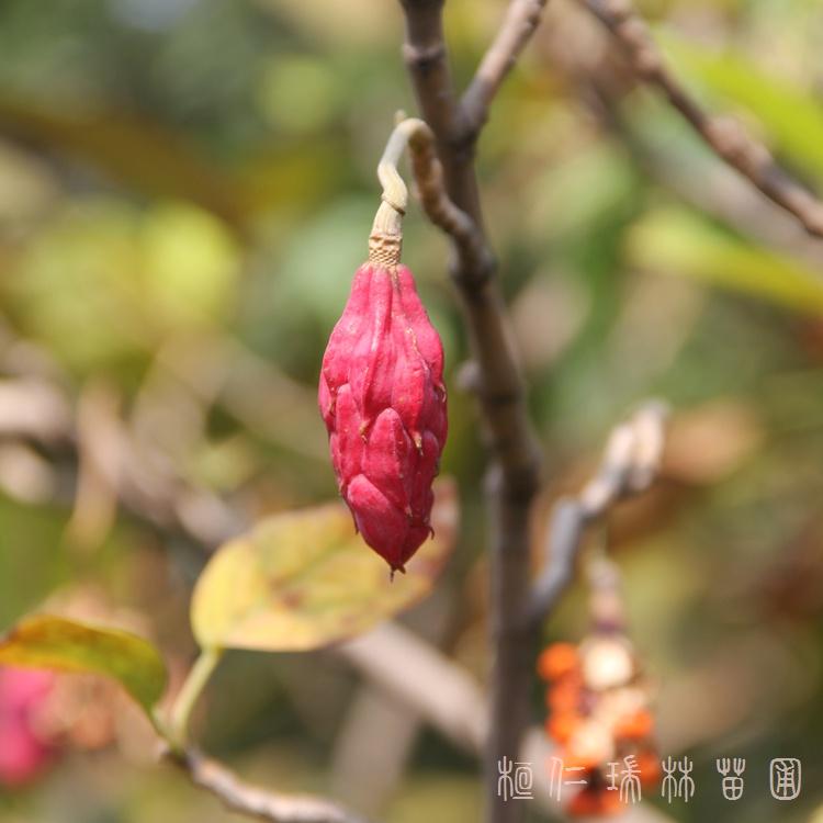 大量供应 桓仁瑞林天女木兰苗 天女木兰苗批发 珍稀树种