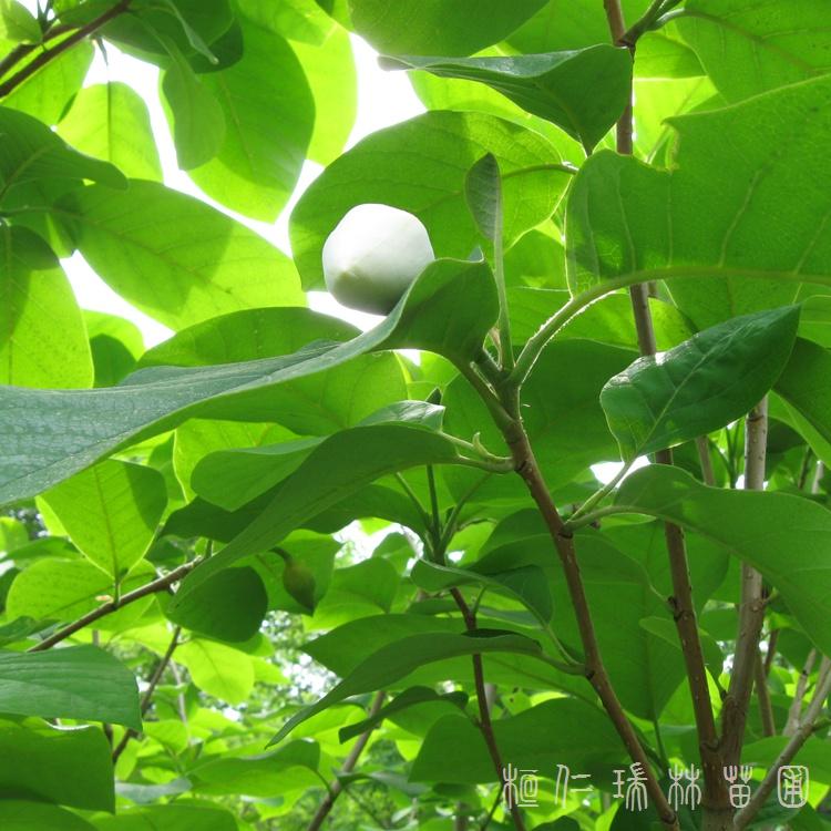 天女木兰价格 瑞林苗圃 丛生天女木兰 天女木兰工程苗