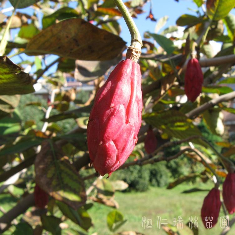 苗圃直销 天女木兰苗 庭院绿植树苗 天女木兰 观赏苗木