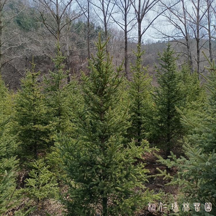 辽宁云杉树苗 云杉苗木便宜批发