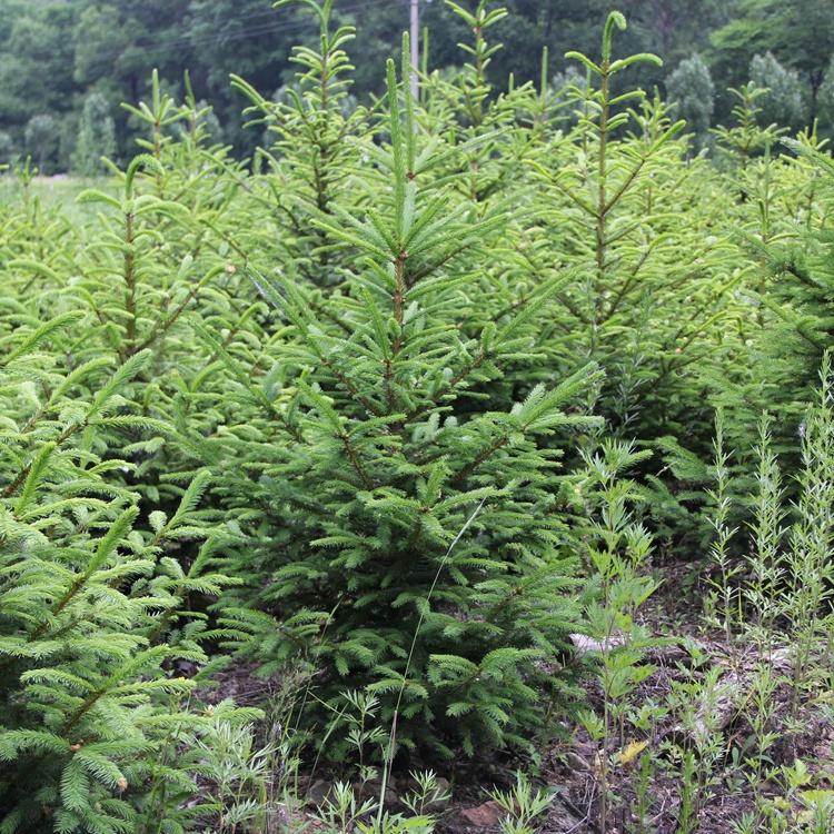 辽宁云杉树苗 云杉苗木便宜批发