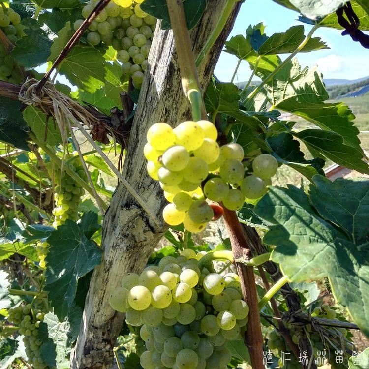 桓仁瑞林 葡萄苗批发 供应冰葡萄苗 价格合理