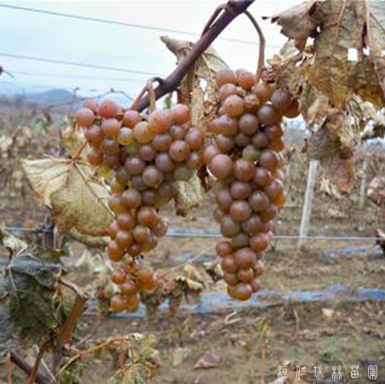 桓仁瑞林 冰葡萄苗 供应冰葡萄苗 批发企业