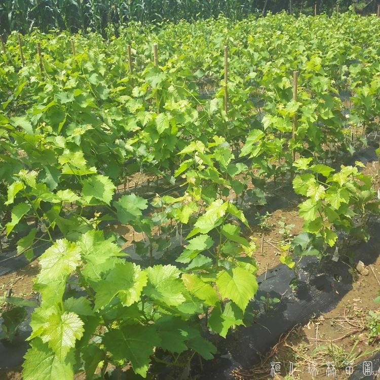 桓仁瑞林 维戴尔葡萄苗基地 供应冰葡萄苗 欢迎选购