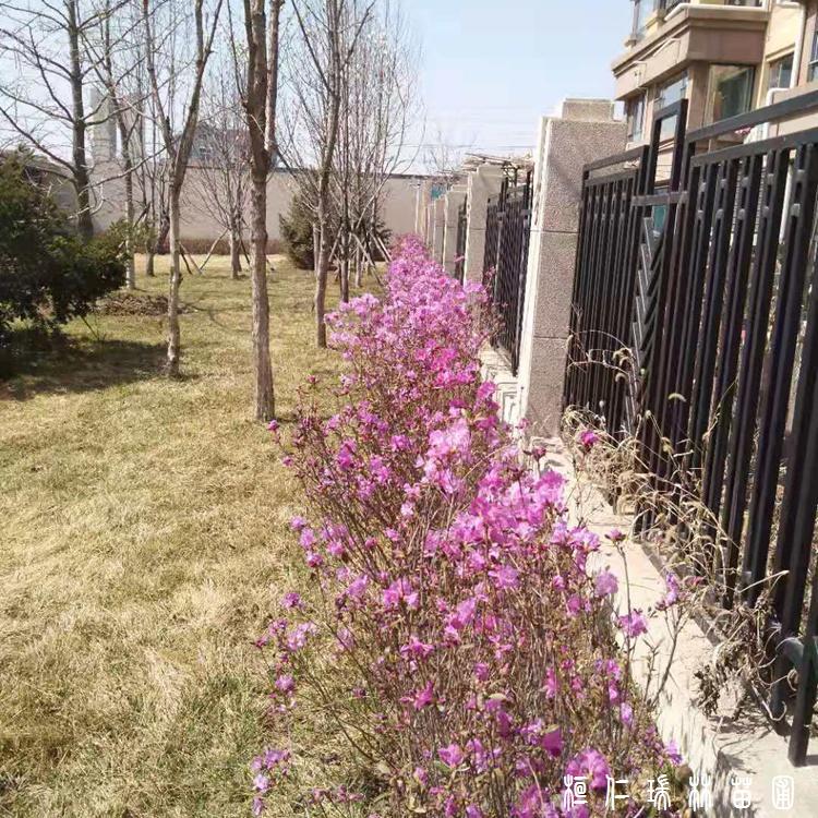 辽宁映山红苗种植基地 大量现货批发兴安杜鹃苗 品质好 价格优惠