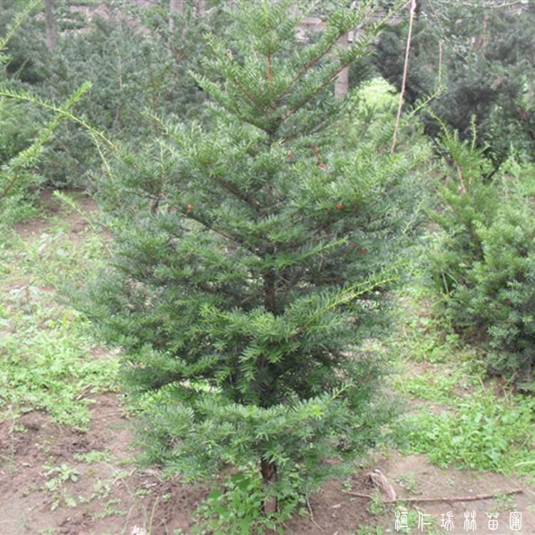 东北红豆杉苗木基地 耐寒红豆杉苗批发 东北红豆杉苗价格