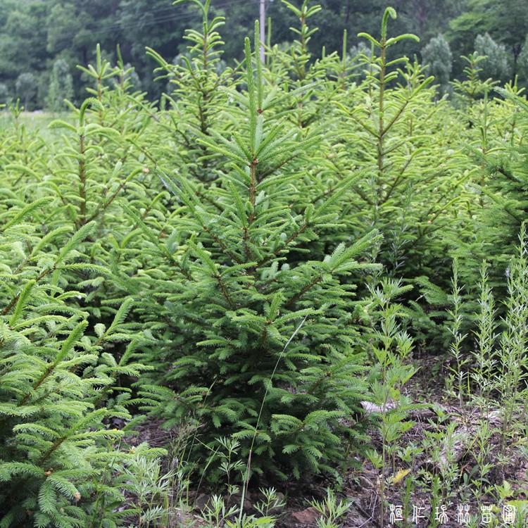 瑞林苗圃 园林绿化云杉树苗 道路庭院云杉树苗 价格合理