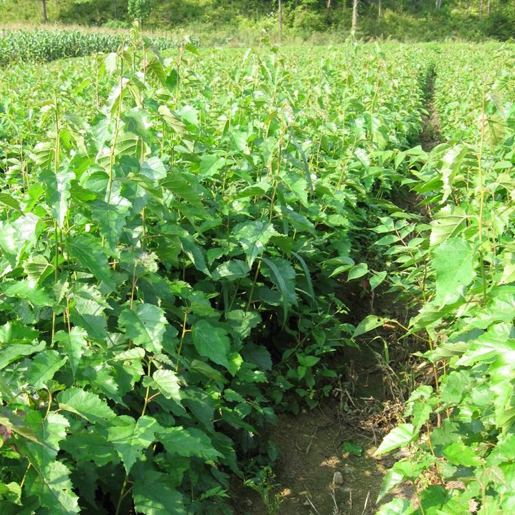 基地直销绿化树苗 白桦树苗 辽宁白桦 各种规格白桦小苗