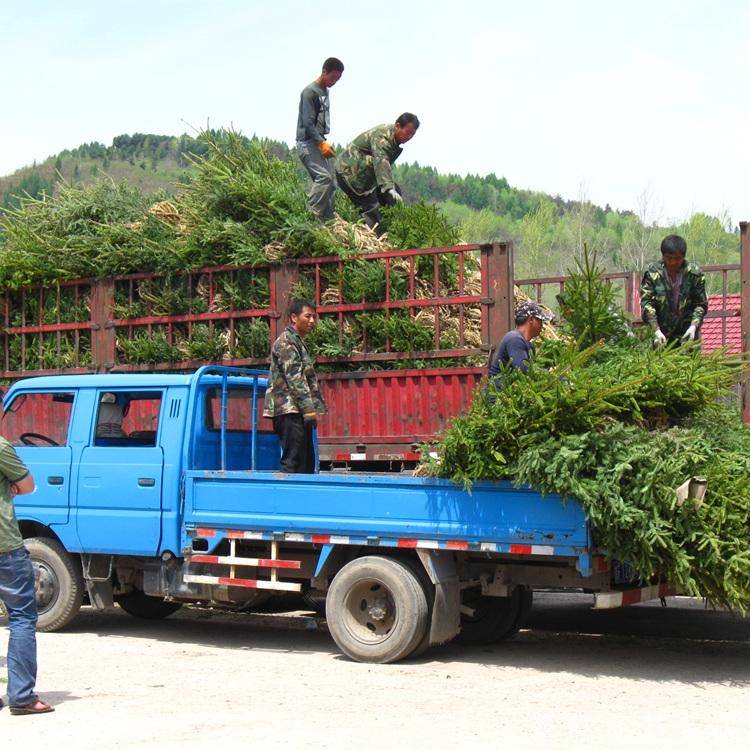 瑞林苗圃 云杉幼苗 云杉树苗批发基地 欢迎来电