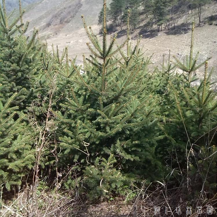 瑞林苗圃 云杉苗绿化云杉树苗 青芊云杉 物美价廉