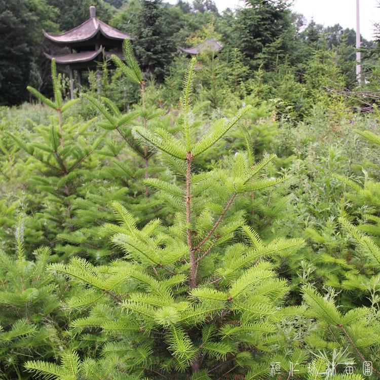 瑞林苗圃 庭院地栽云杉树苗 耐寒云杉树苗 货源充足