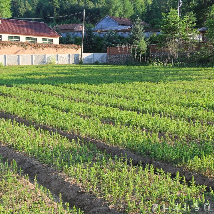 桓仁瑞林 3米云杉苗木 辽宁云杉树苗 生产厂家