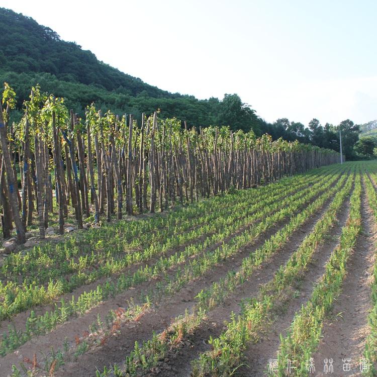 桓仁瑞林 60公分云杉 四季常青云杉树苗 价格优惠