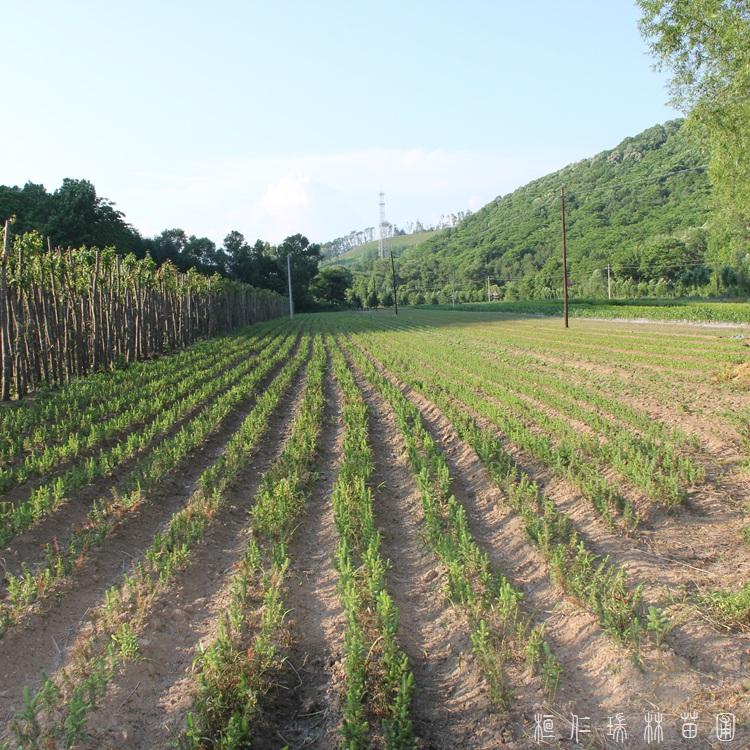 桓仁瑞林 70公分云杉 销售2.5米云杉 供应定做