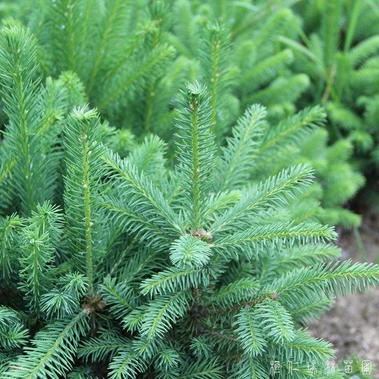 桓仁瑞林 云杉树苗2.5米 圣诞云杉树苗 价格优惠
