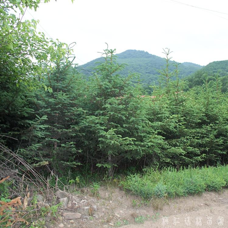 桓仁瑞林 云杉批发 多规格云杉基地 加工定做