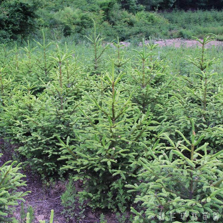 瑞林苗圃 挪威云杉圣诞树苗  蓝云杉青扦云杉 物美价廉