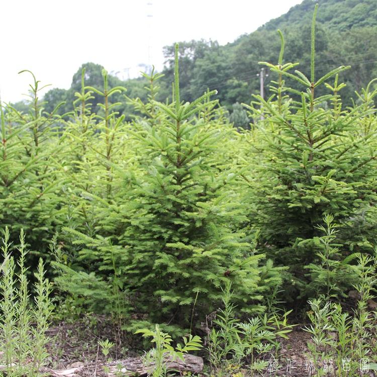 瑞林苗圃 庭院地栽云杉树苗 青芊云杉 物美价廉