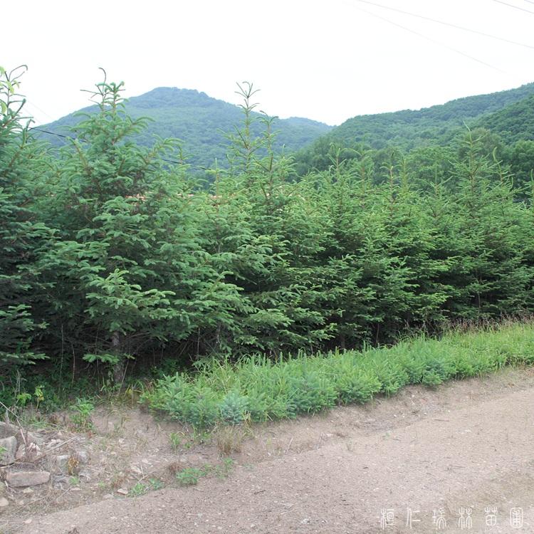 桓仁瑞林 3米云杉苗木 辽宁云杉树苗 加工定做