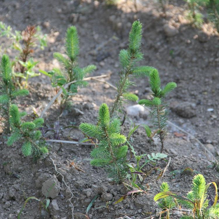 桓仁瑞林 70公分云杉 云杉树苗现挖 加工定做