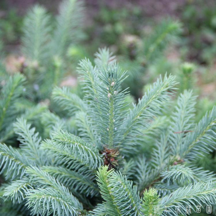 桓仁瑞林 80公分云杉 绿化工程用云杉价格 加工定做