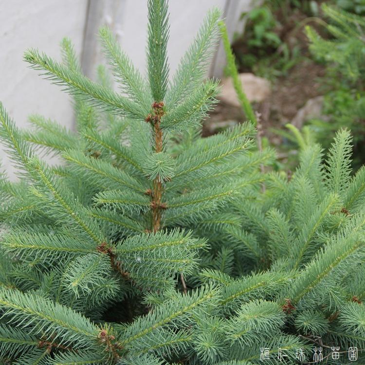 瑞林苗圃 云杉幼苗 云杉树苗 货源充足