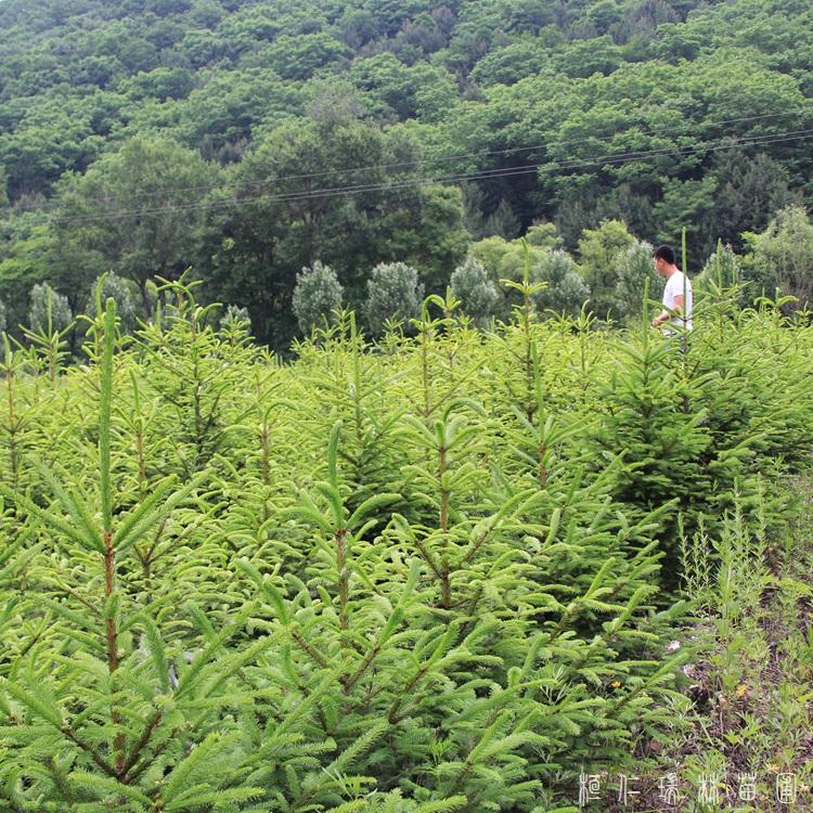 瑞林苗圃 园林绿化云杉树苗 道路庭院云杉树苗 价格合理