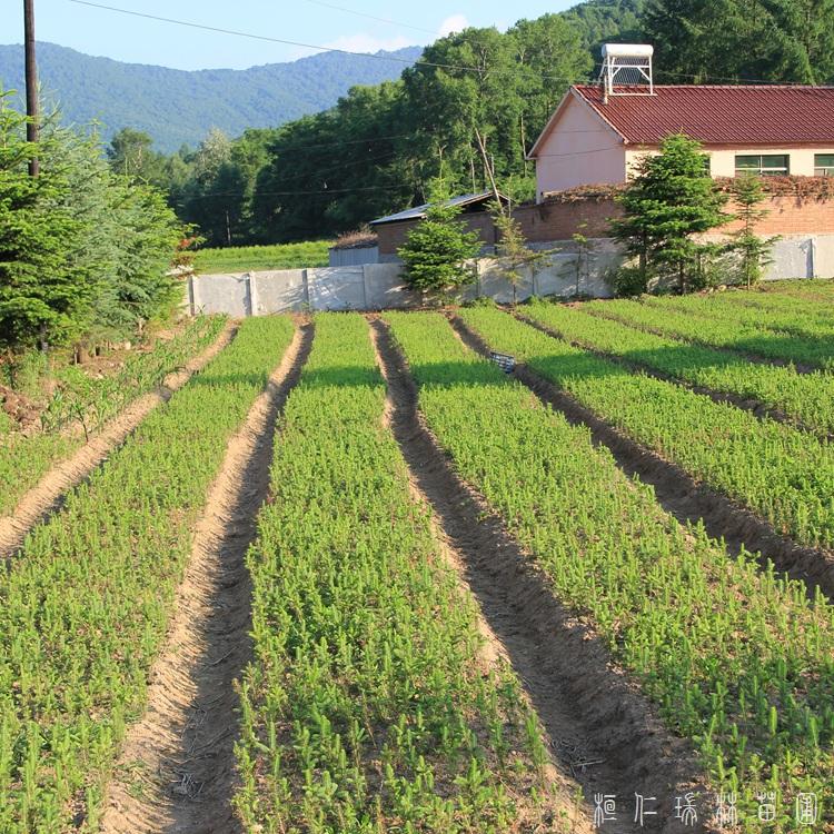 瑞林苗圃 长青乔木云杉树苗  青芊云杉 量大从优