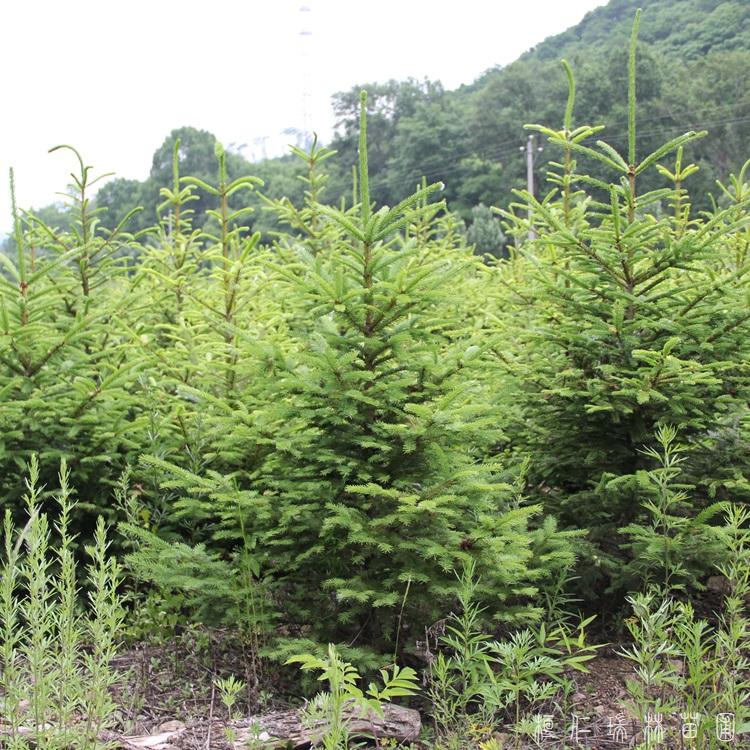 瑞林苗圃 挪威云杉圣诞树苗  耐寒云杉树苗 货源充足