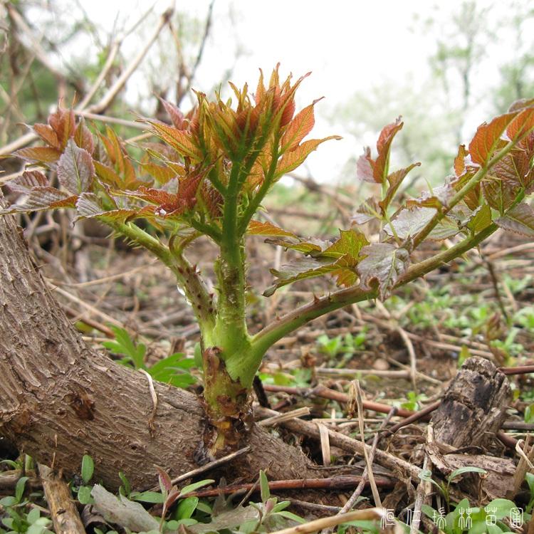 桓仁瑞林 苗木刺嫩芽苗 刺嫩芽种苗苗圃