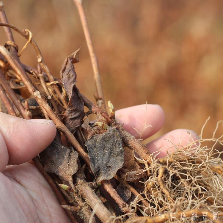 桓仁瑞林  五味子苗价格 供应五味子苗 供应