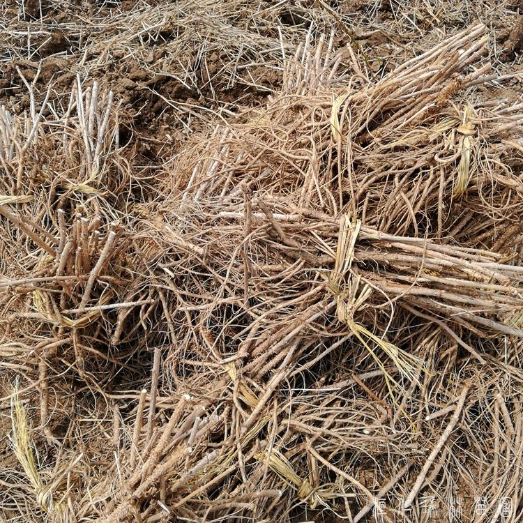 2021年秋季刺嫩芽苗 刺嫩芽种子 刺嫩芽苗按质论价