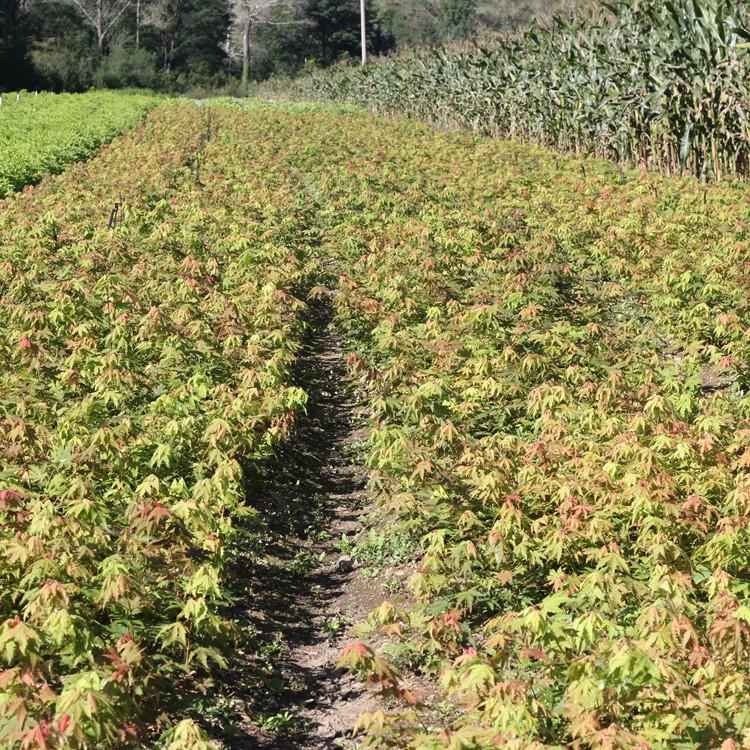 辽宁九角枫苗价格 九角枫苗厂家 九角枫苗基地