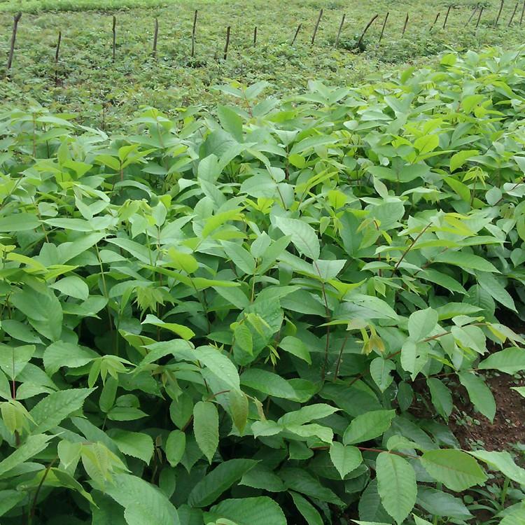 东北核桃楸苗 山核桃小苗价格 核桃楸苗育苗基地