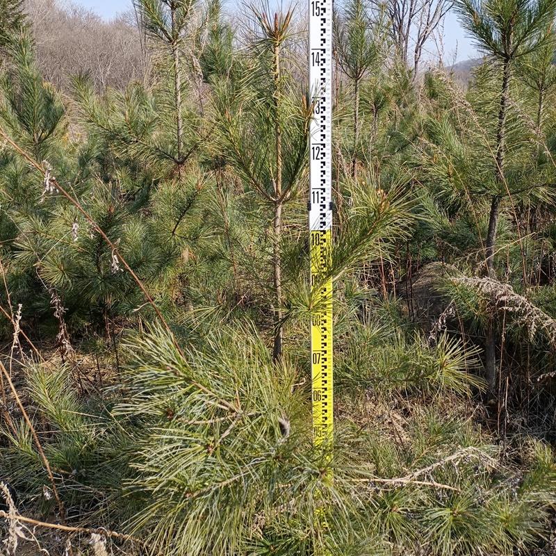 1米高红松苗 1.5米高红松树苗批发 二年果松苗价格 四年红松苗 基地直发